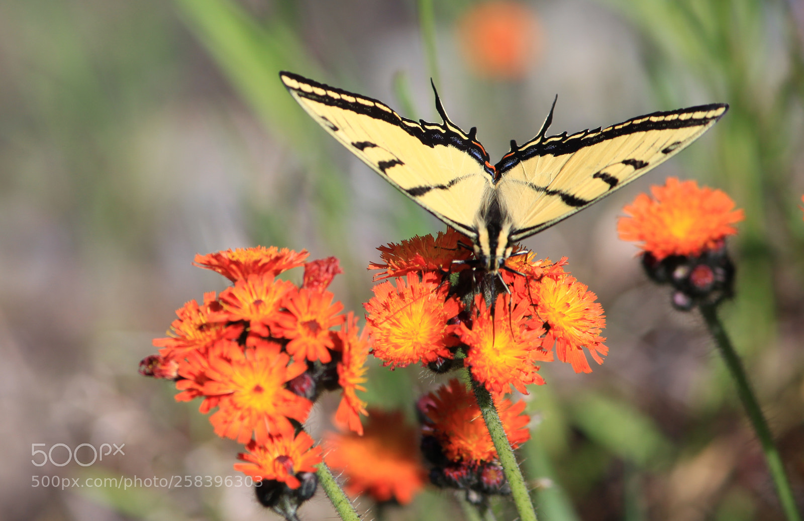 Canon EOS 500D (EOS Rebel T1i / EOS Kiss X3) sample photo. A beautiful landing papilio photography