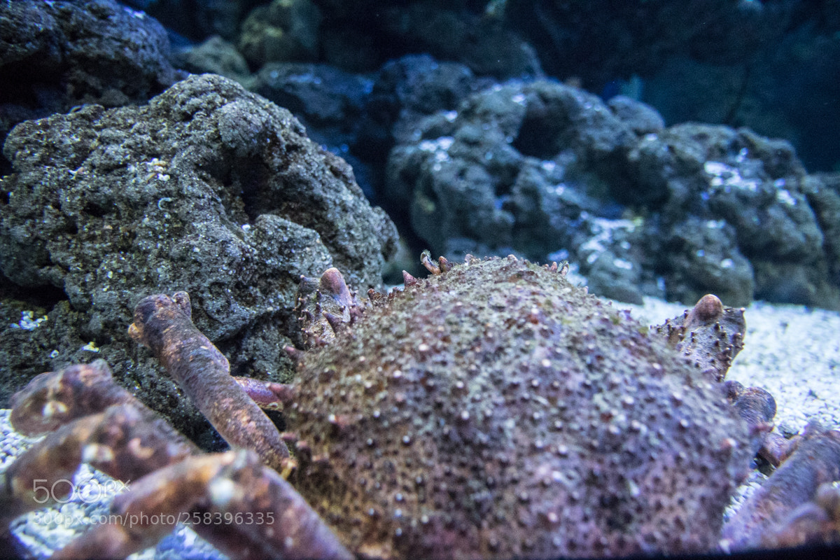 Canon EOS 7D Mark II sample photo. Mariscazo o photography
