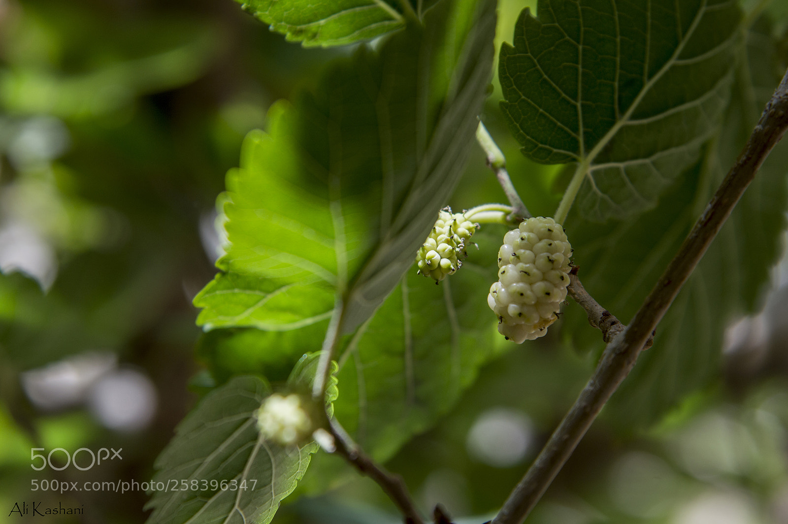 Nikon D3200 sample photo. Berry tree photography