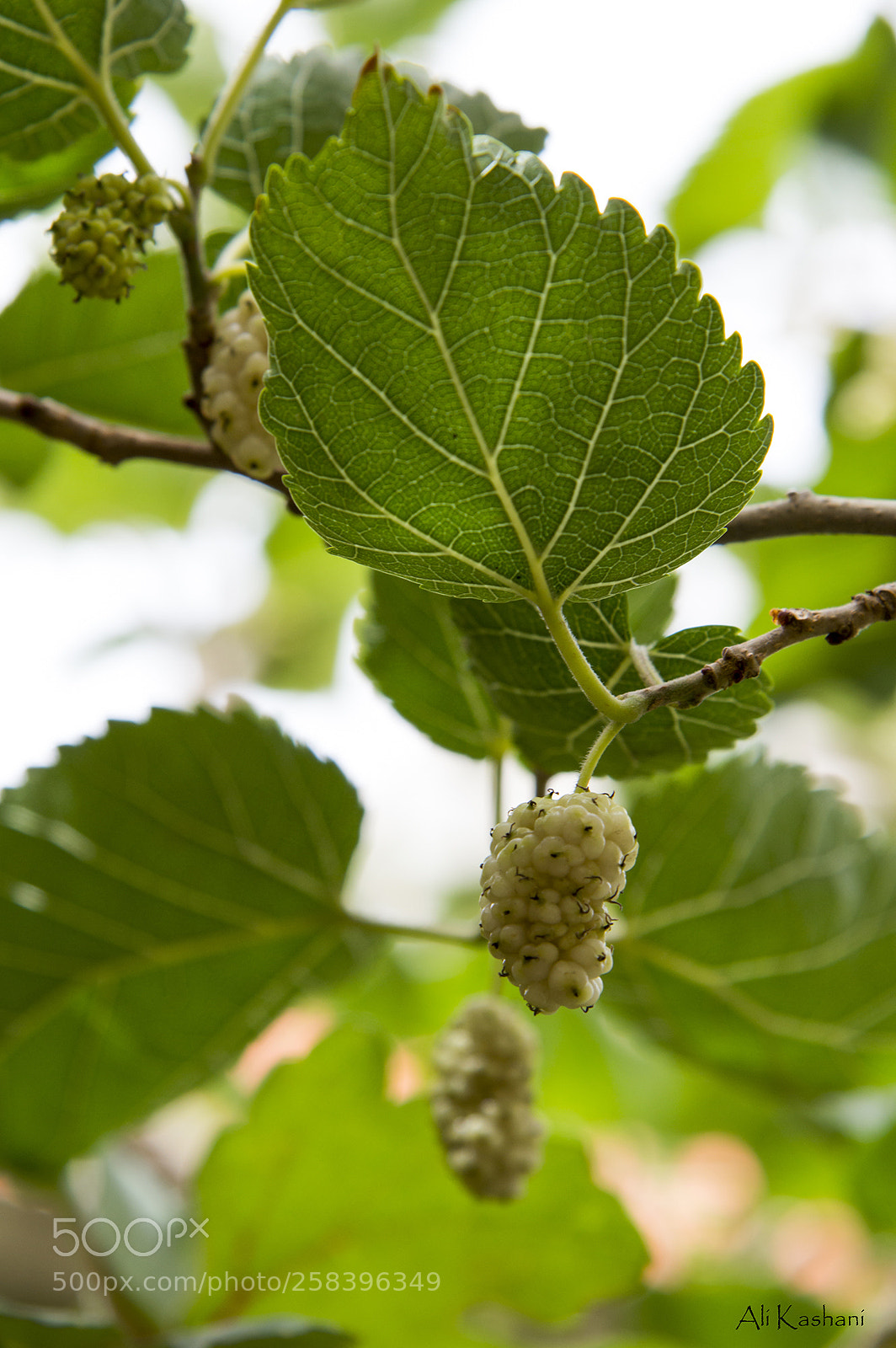 Nikon D3200 sample photo. Berry tree photography