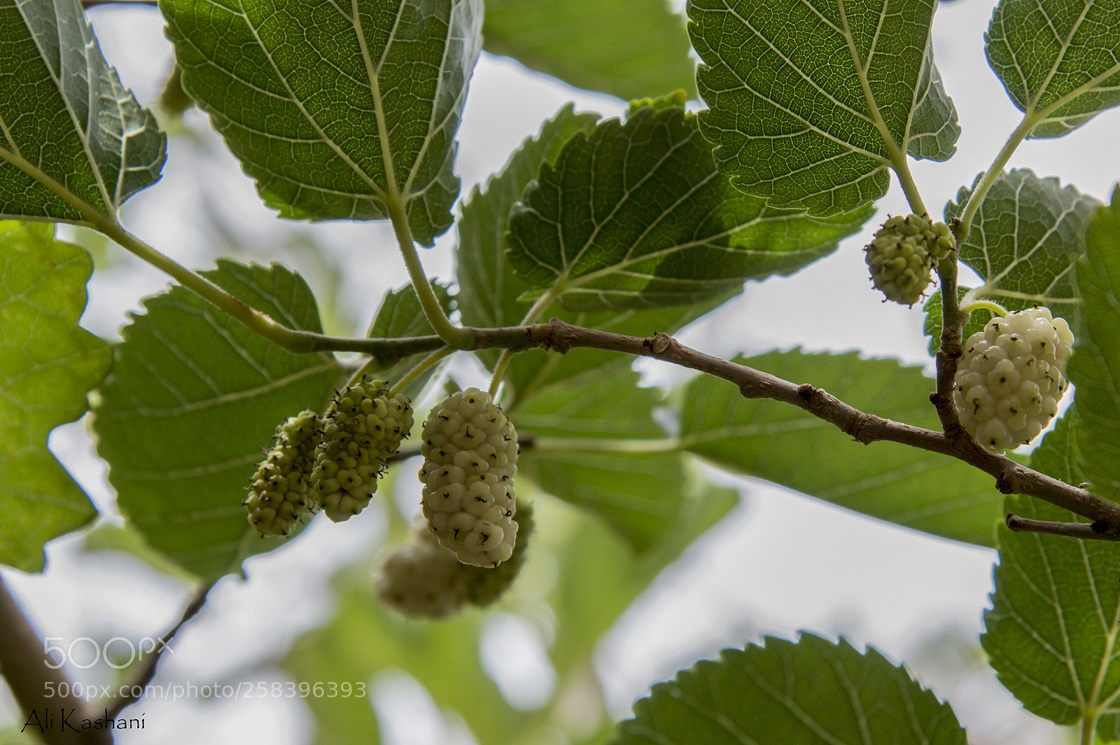 Nikon D3200 sample photo. Berry tree photography