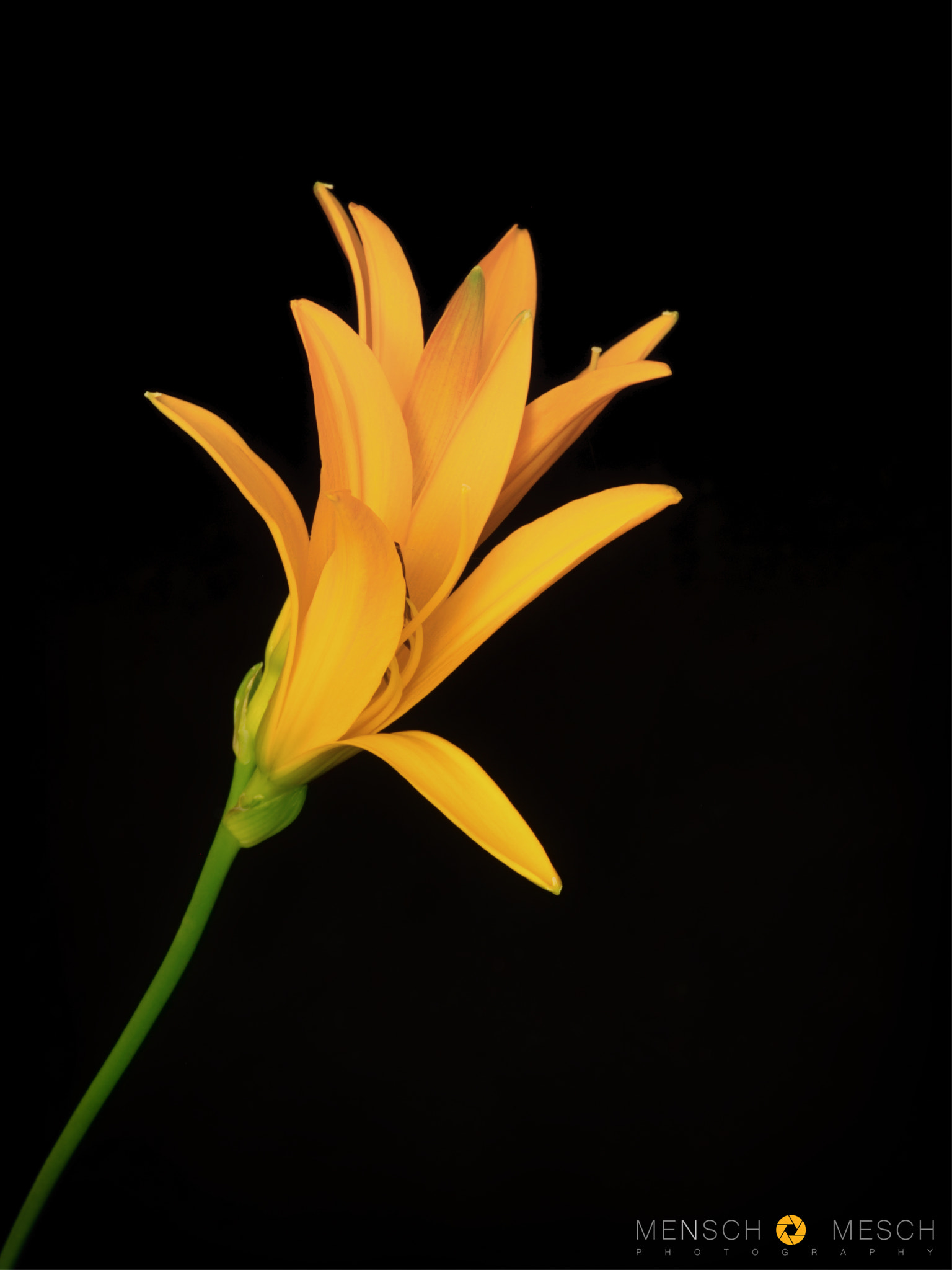 Hasselblad X1D-50c sample photo. Taglilie | daylily | hemerocallis photography