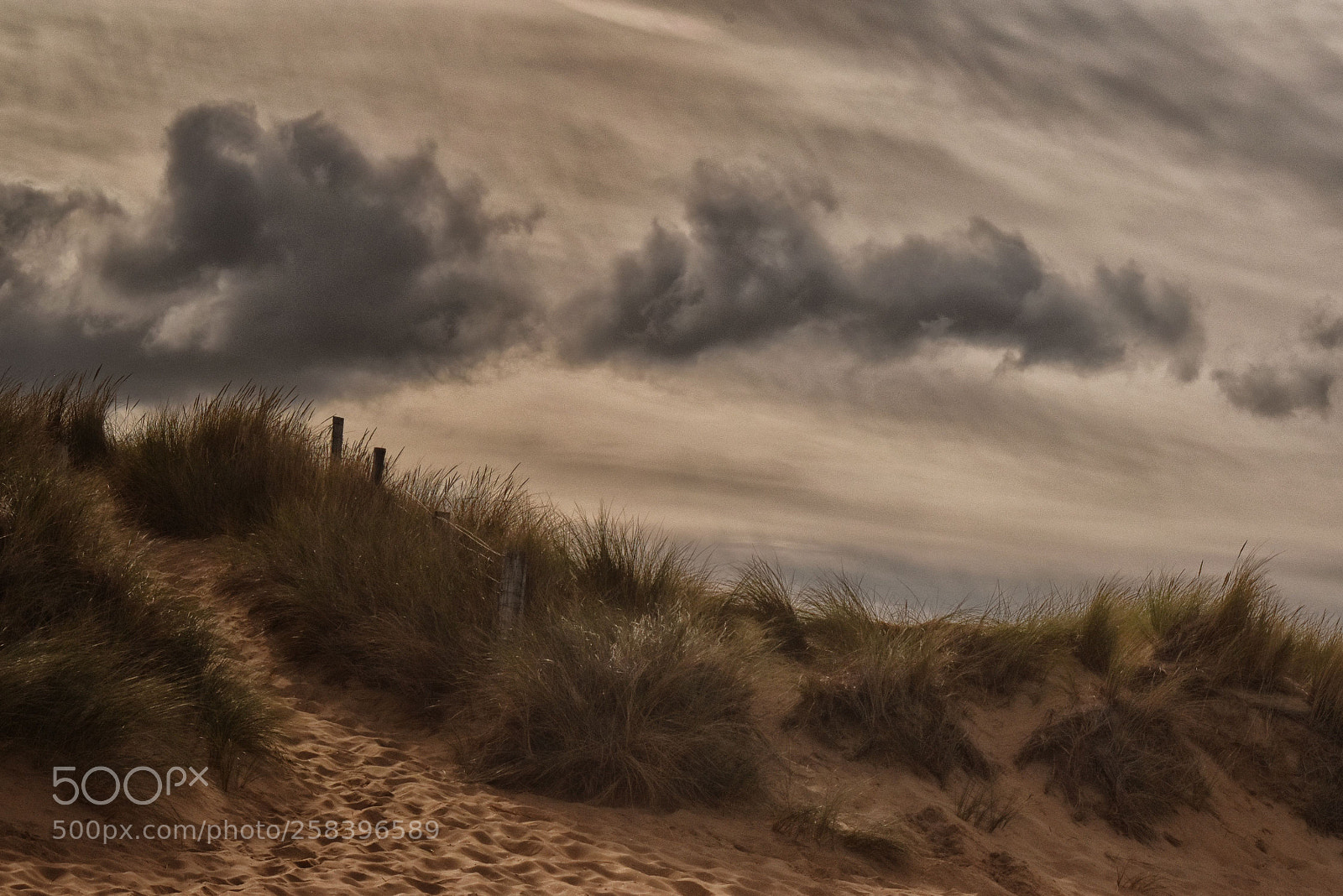 Nikon D5600 sample photo. Path in the dunes photography