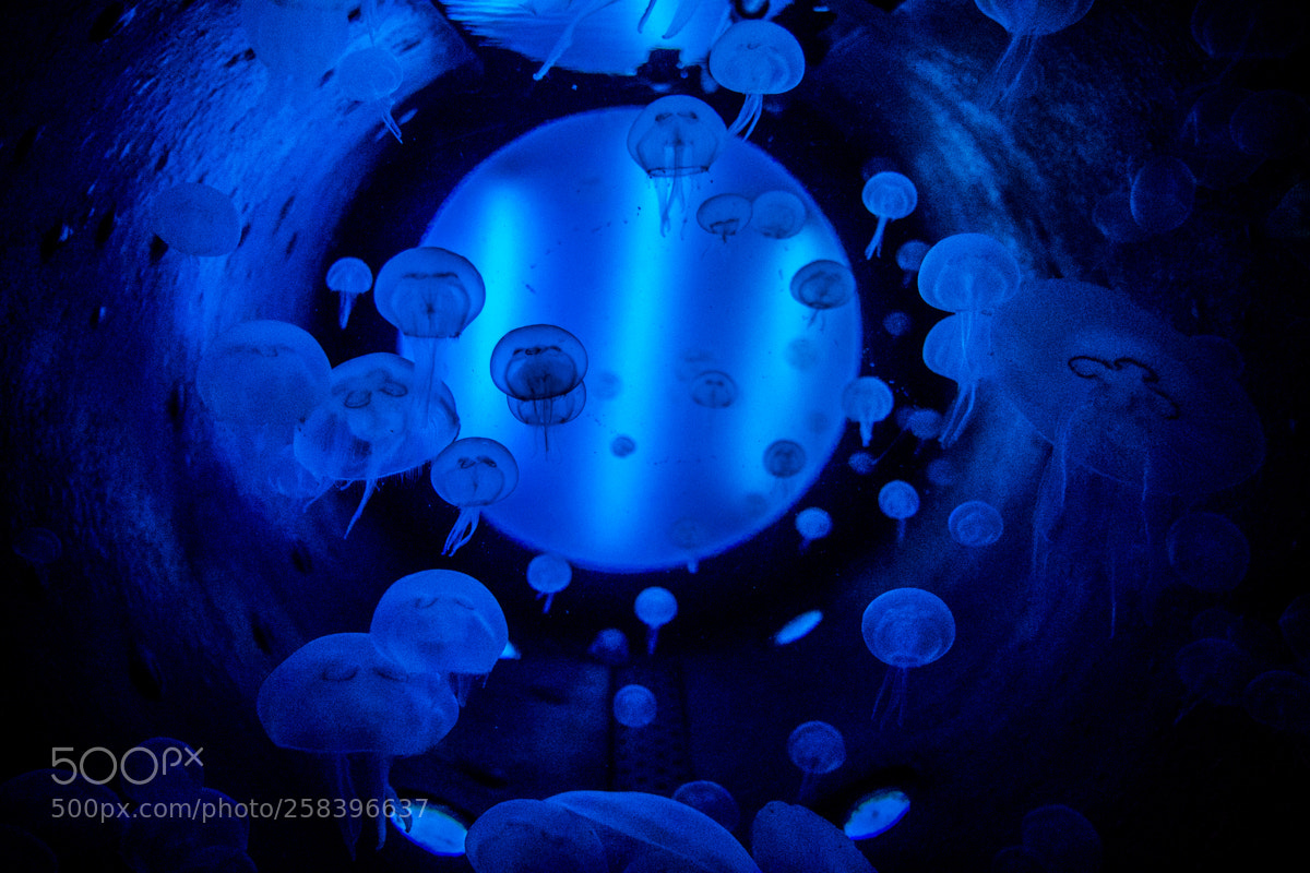 Canon EOS 7D Mark II sample photo. Medusas i o photography