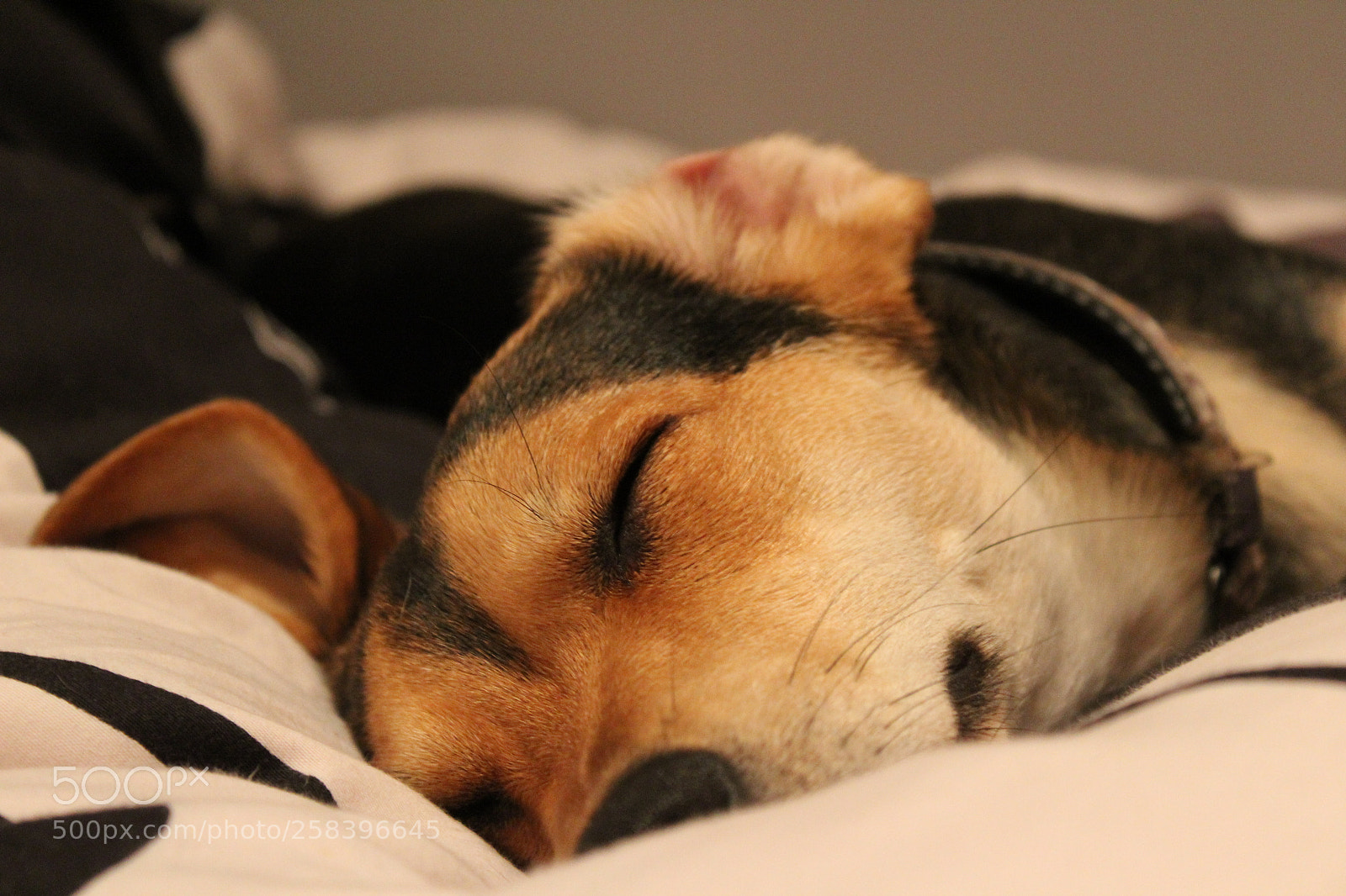 Canon EOS 1300D (EOS Rebel T6 / EOS Kiss X80) sample photo. Dog photography