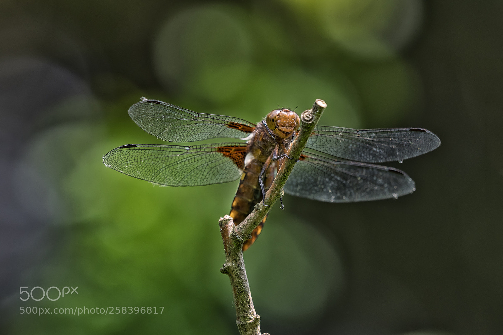 Olympus OM-D E-M1 sample photo. Libellula depressa / plattbauch libelle photography