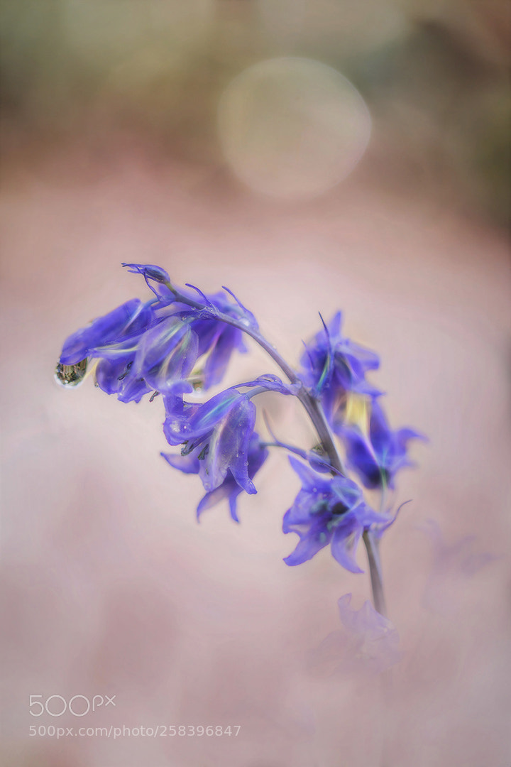 Canon EOS 60D sample photo. Sonate au clair de photography