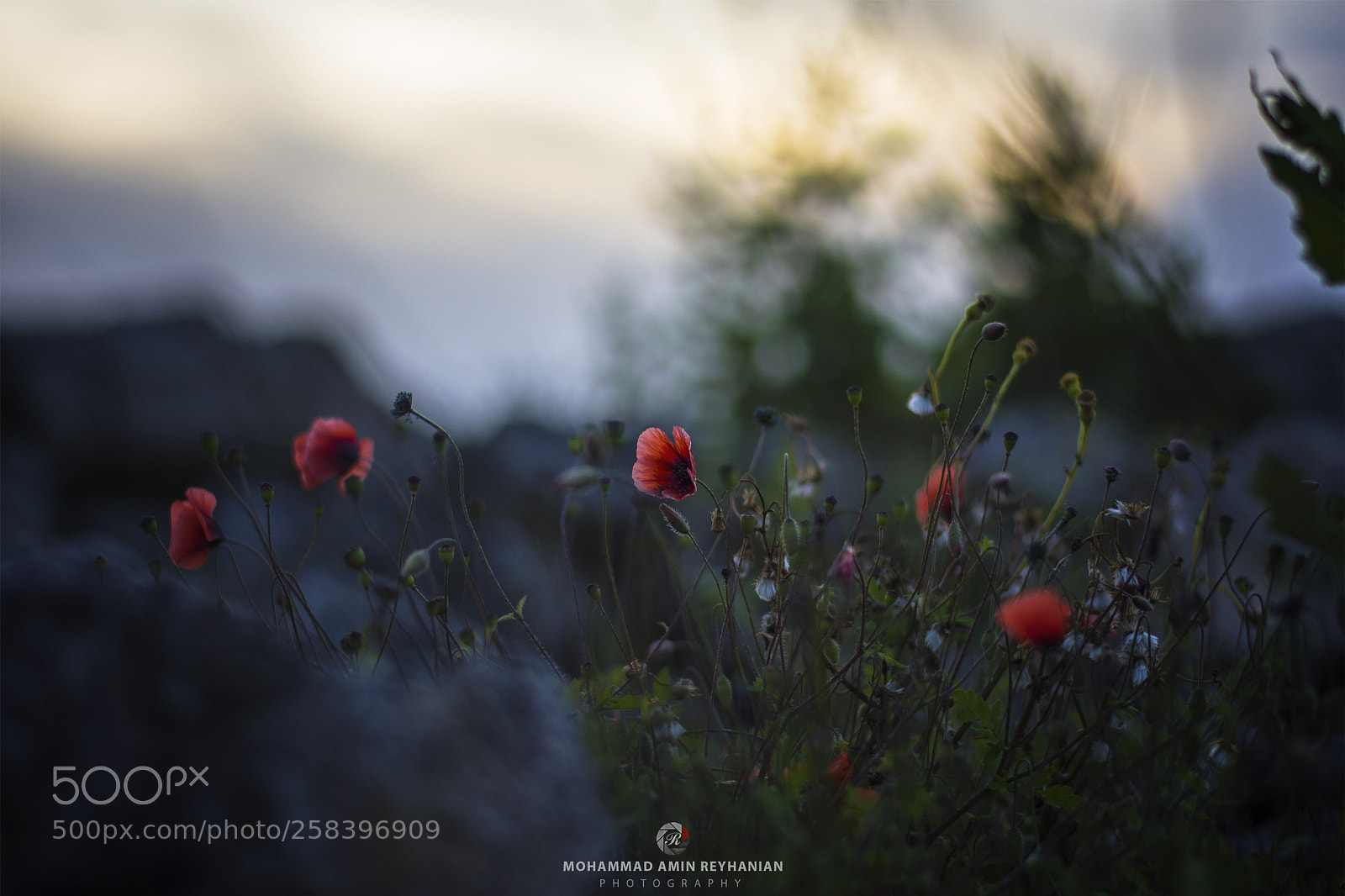 Nikon D7200 sample photo. Lovely poppy photography