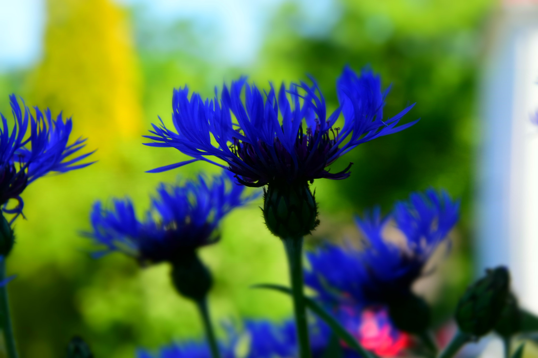 Nikon D5600 sample photo. Dsc photography