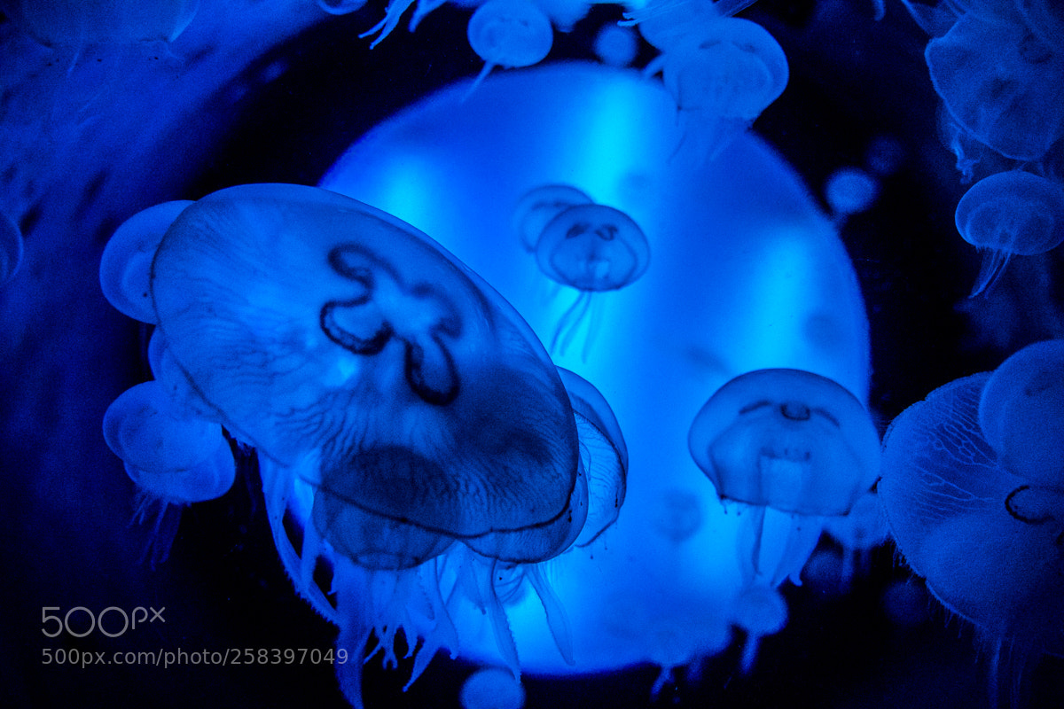Canon EOS 7D Mark II sample photo. Medusas ii o photography