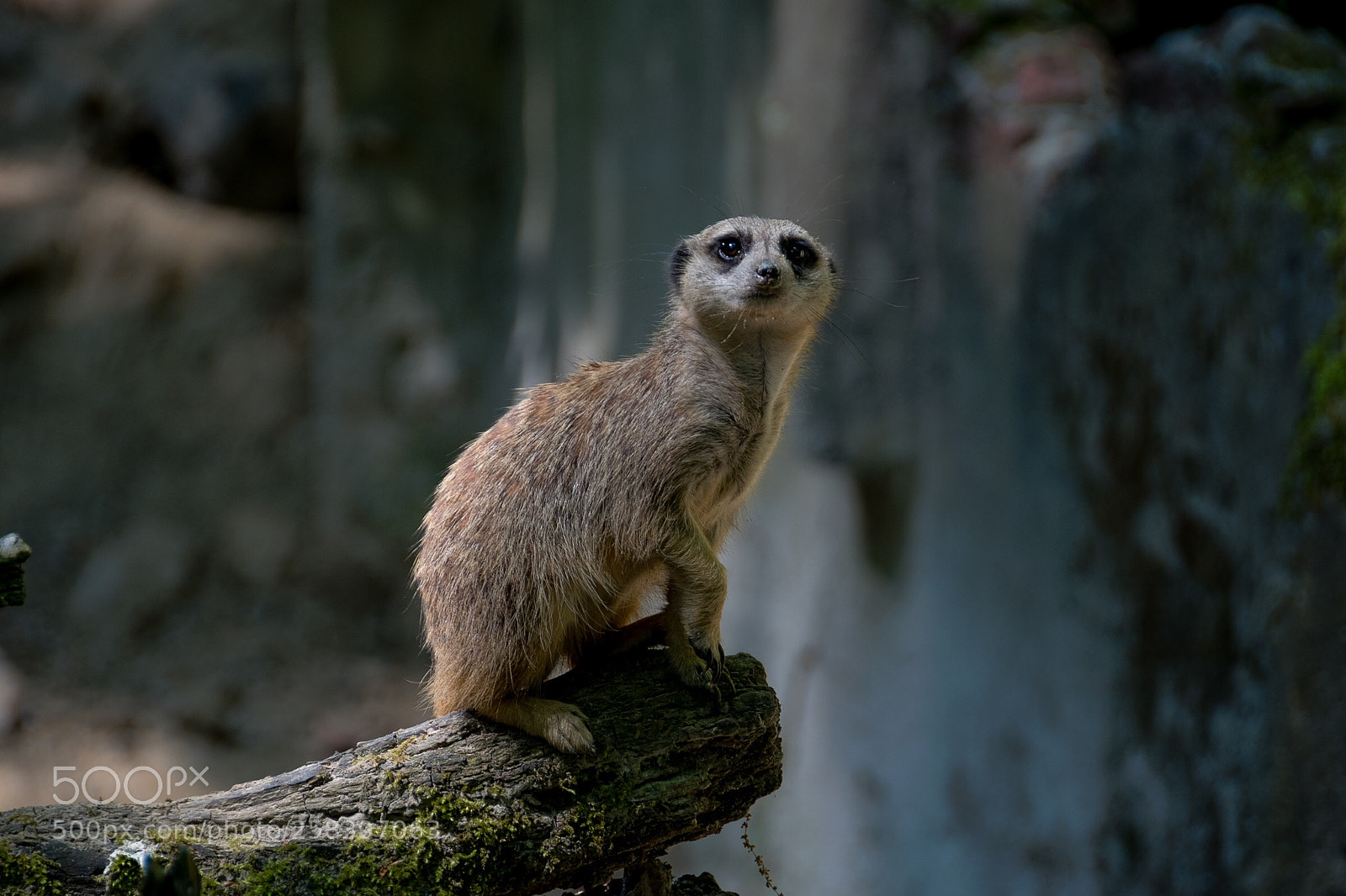 Nikon D810 sample photo. Untitled photography