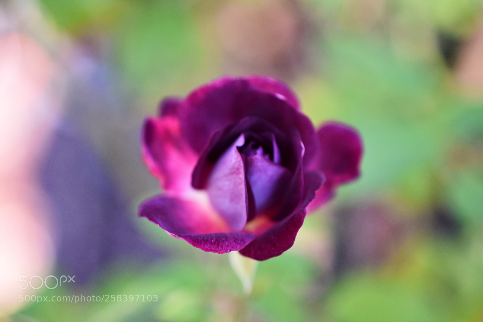 Nikon D3400 sample photo. A splash of purple photography