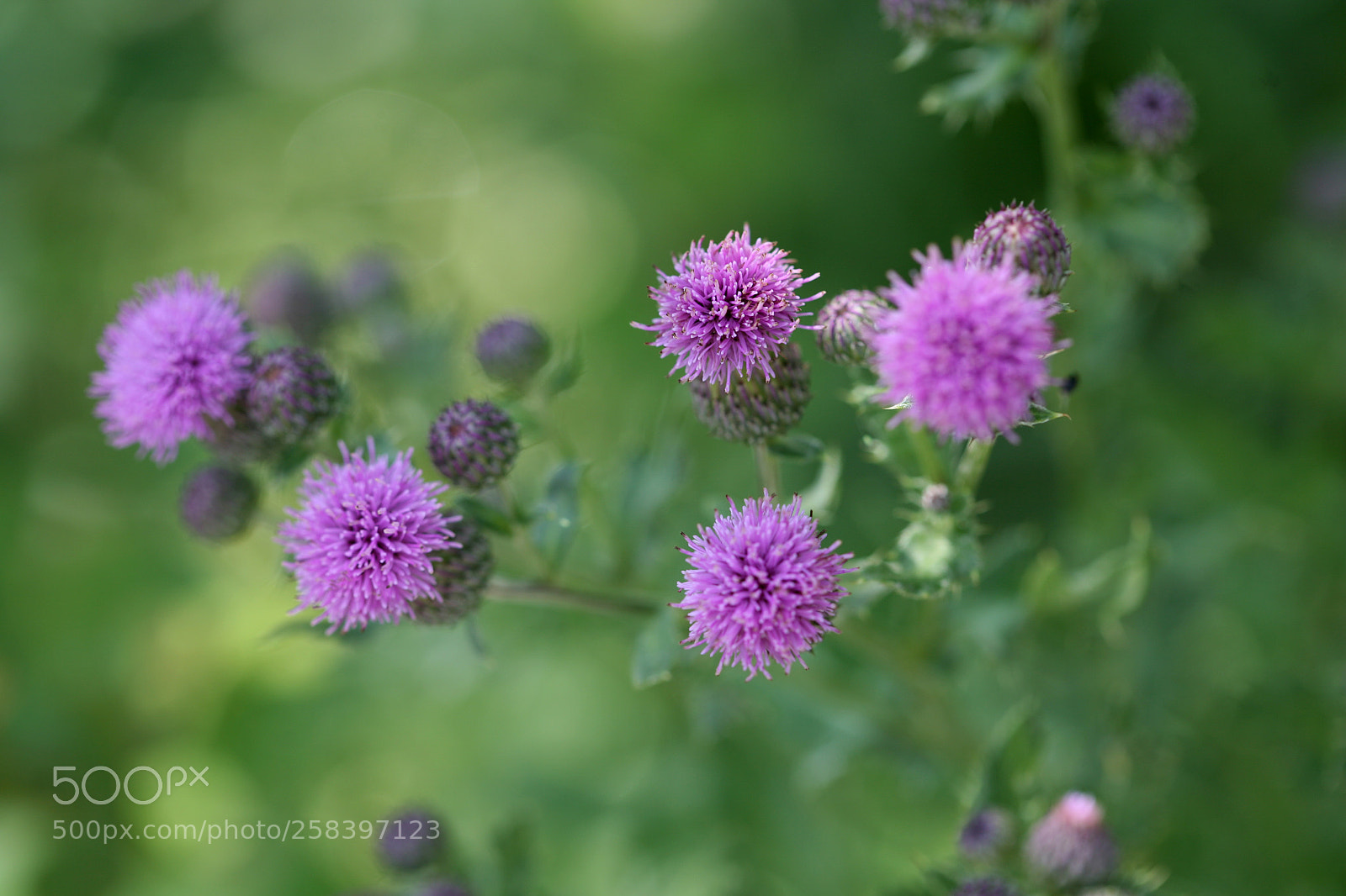 Canon EOS 5D sample photo. Img photography