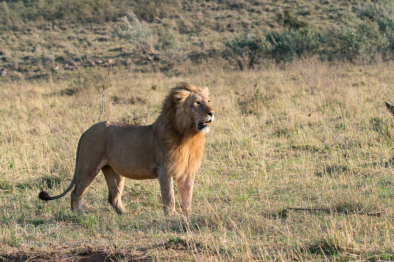 Sony a99 II sample photo. Haile the lion photography
