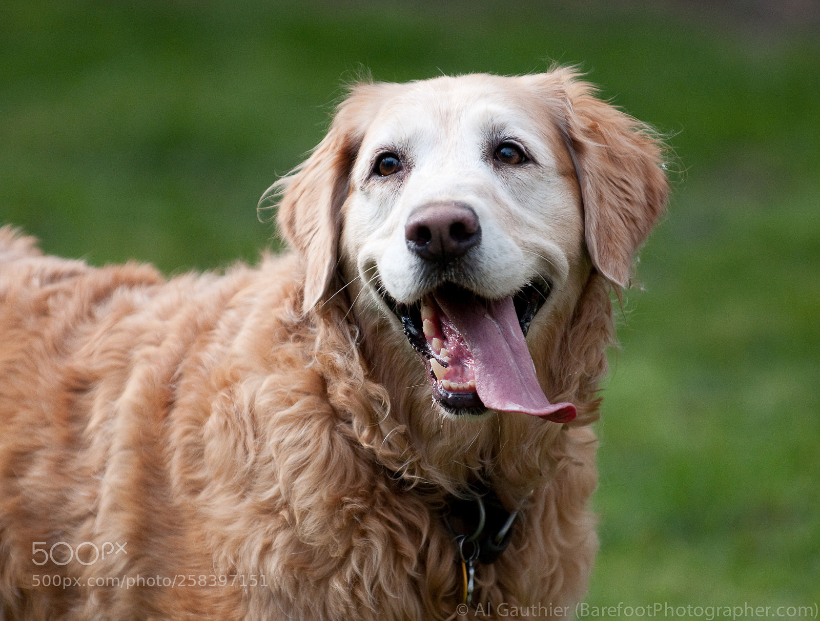 Nikon D300 sample photo. Happy dog photography