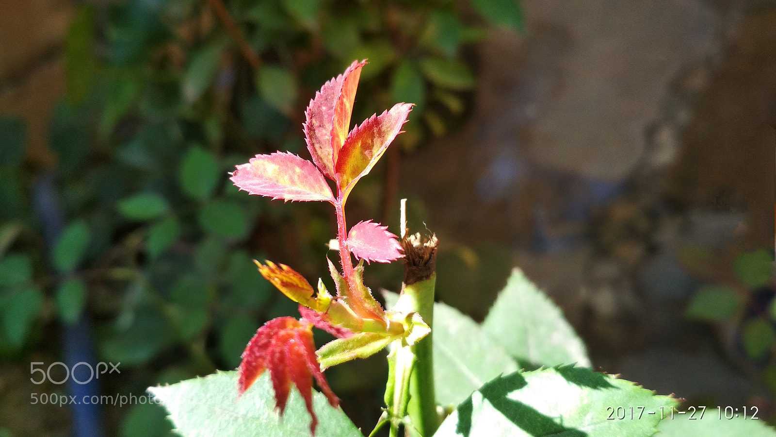 Xiaomi Redmi 4 Pro sample photo. Morning fresh photography