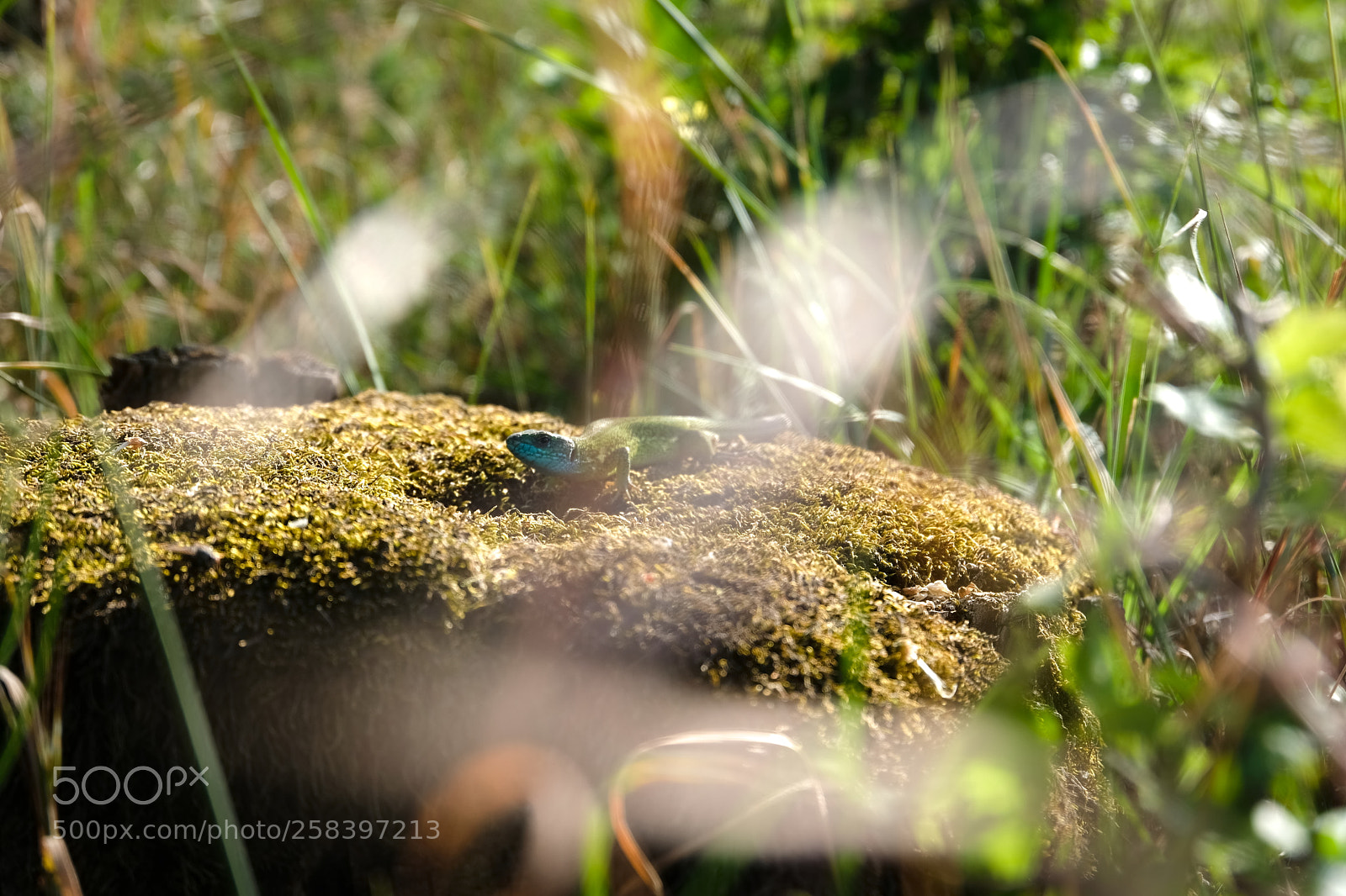 Fujifilm X-T20 sample photo. Suntanning reptile photography
