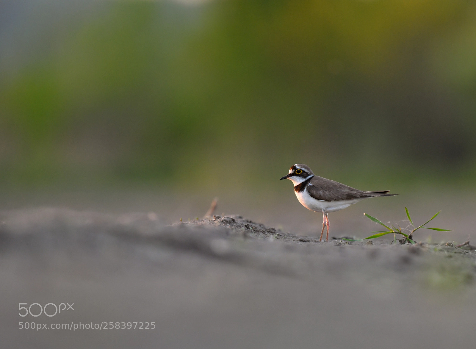 Nikon D850 sample photo. Small plover photography