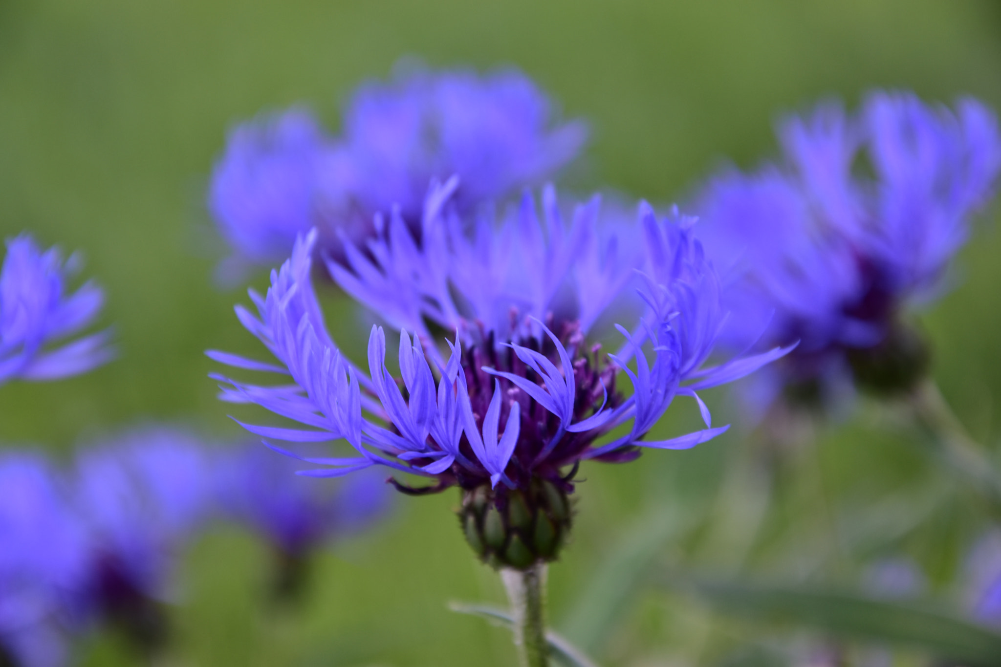 Nikon D5600 sample photo. Dsc photography