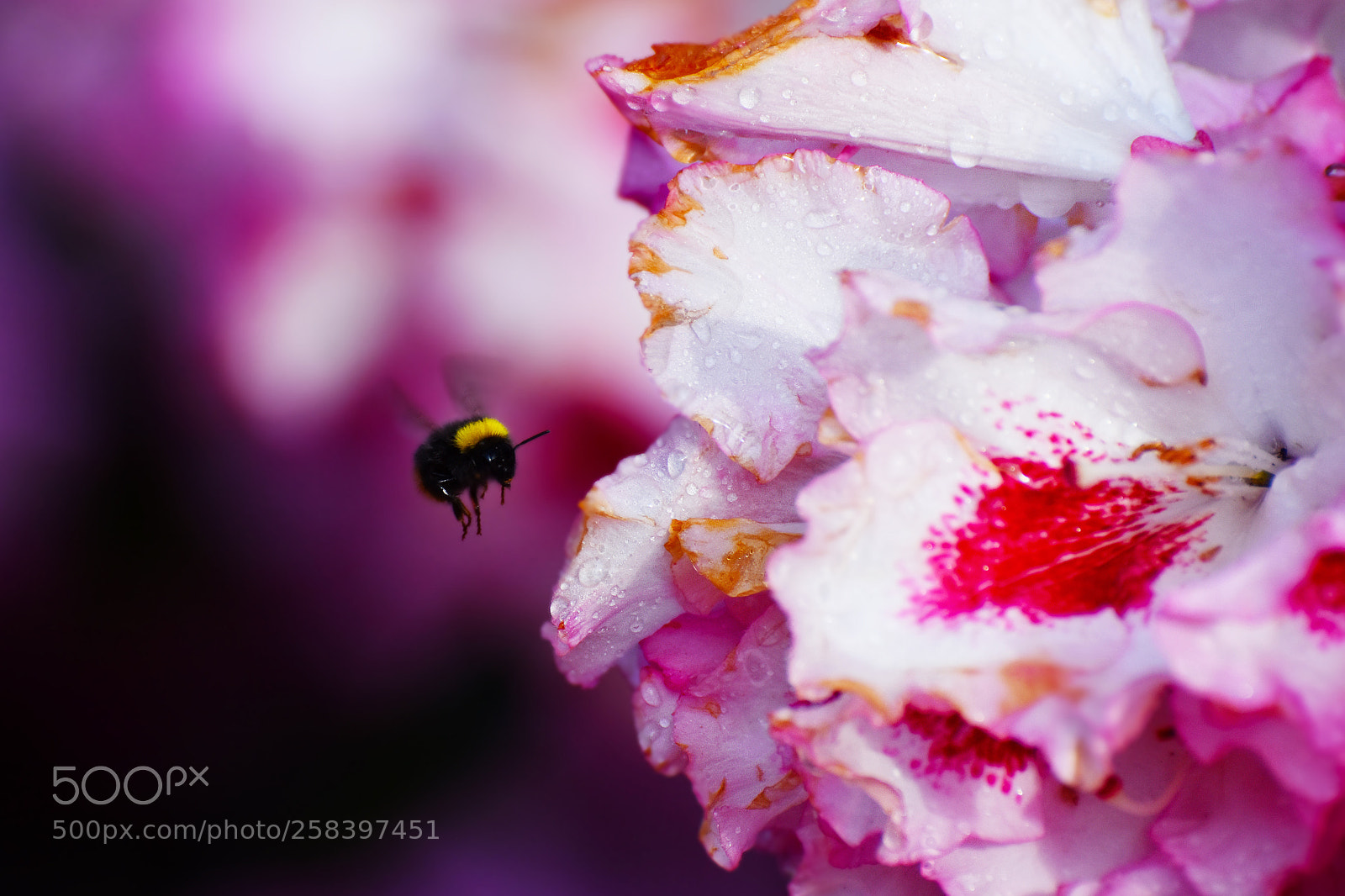 Nikon D7200 sample photo. Bee and blossom photography