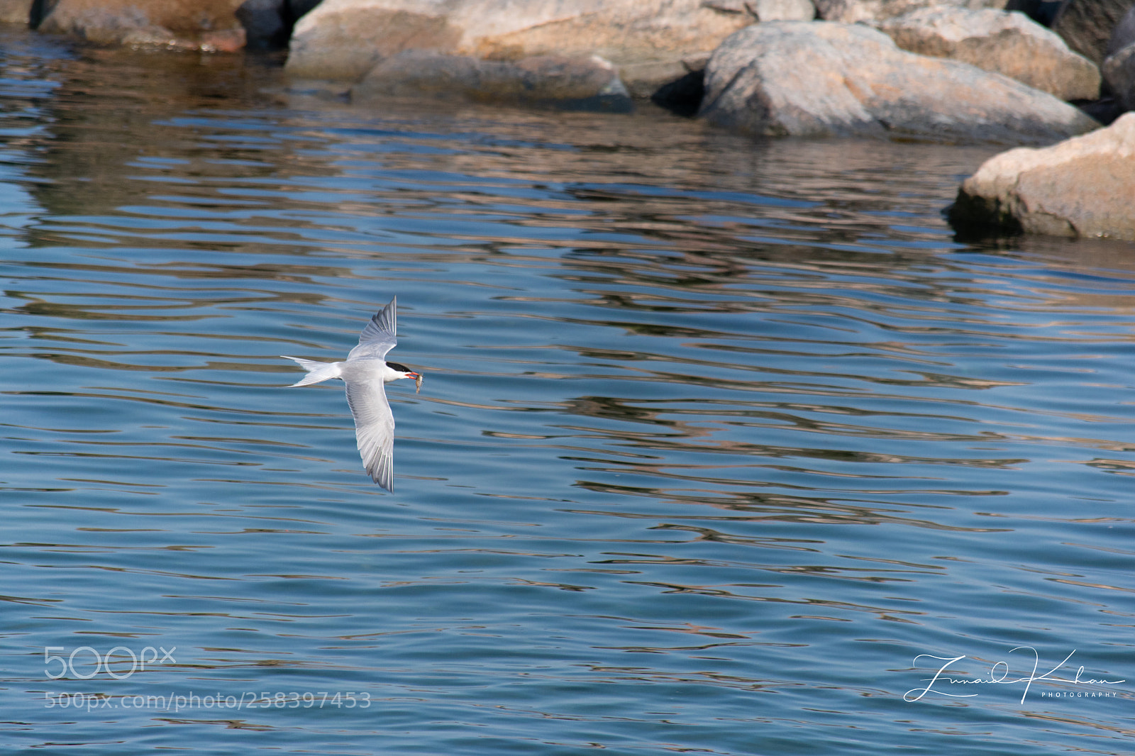 Nikon D3400 sample photo. Caspian tern  photography