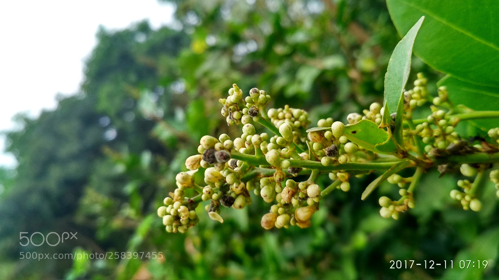 Xiaomi Redmi 4 Pro sample photo. Winter morning click photography