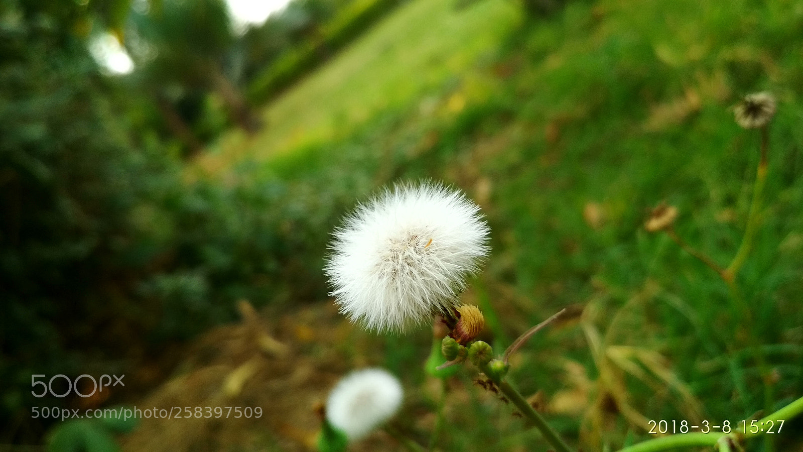 Xiaomi Redmi 4 Pro sample photo. Untitled photography