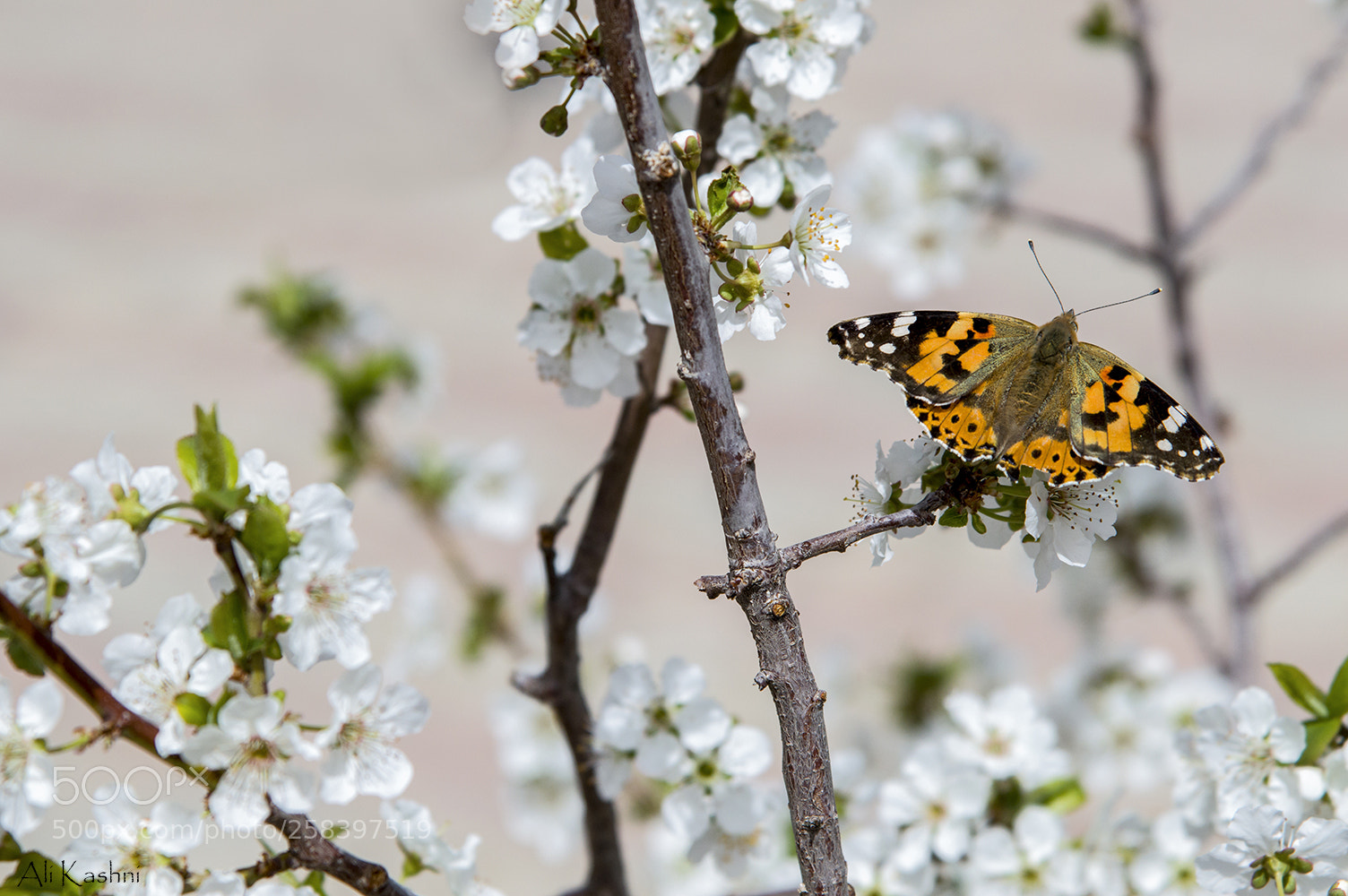 Nikon D3200 sample photo. Orange butterfly photography