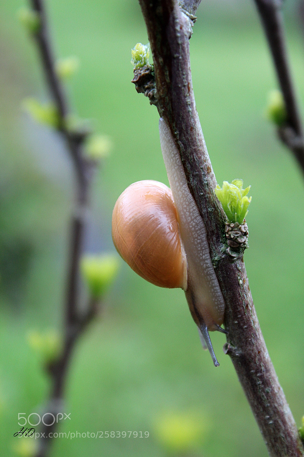 Canon EOS 600D (Rebel EOS T3i / EOS Kiss X5) sample photo. Lenteur photography