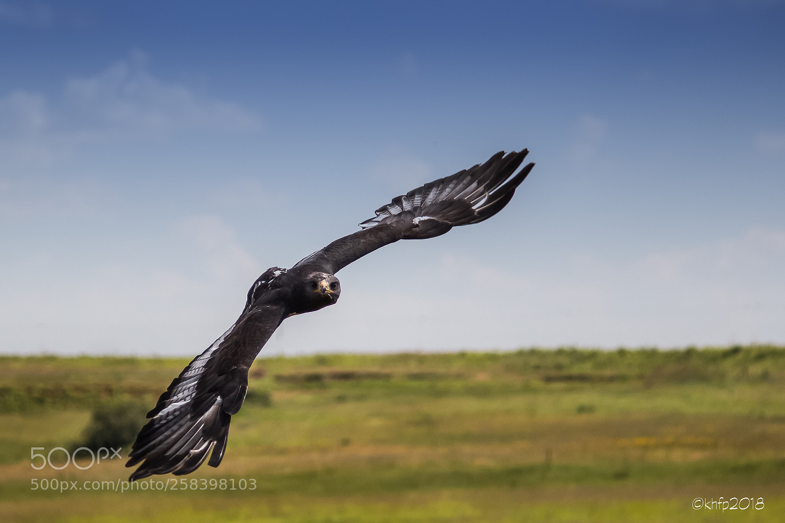 Canon EOS 650D (EOS Rebel T4i / EOS Kiss X6i) sample photo. Jackal buzzard 2 photography
