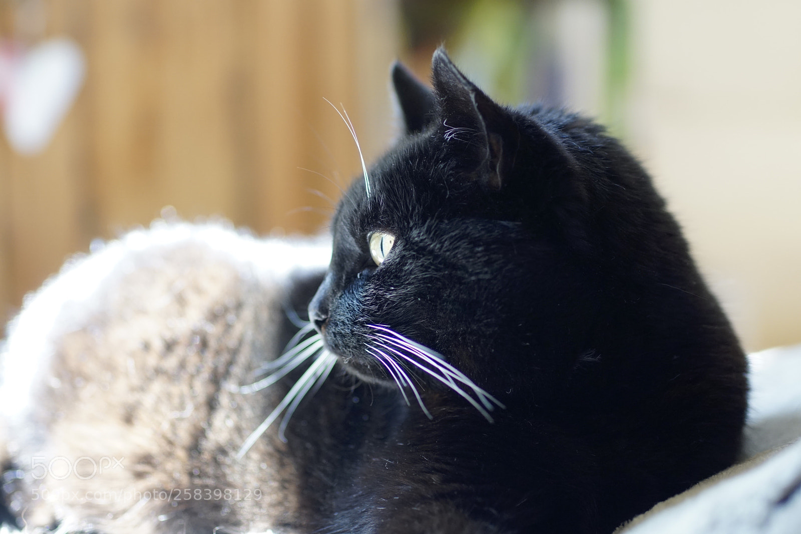 Sony ILCA-77M2 sample photo. Pepper photography