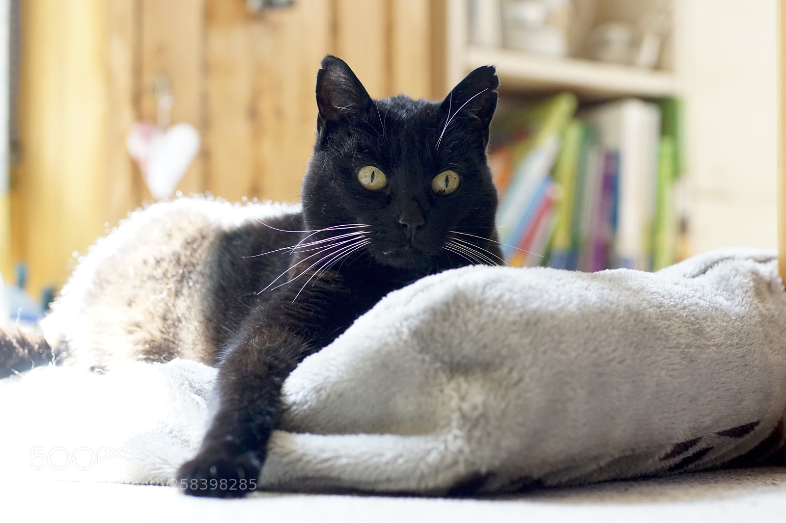 Sony ILCA-77M2 sample photo. Pepper photography