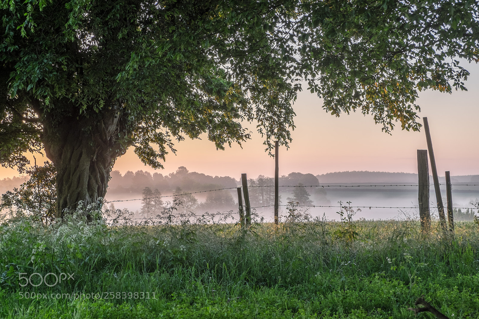 Fujifilm X-T10 sample photo. Brume bocagère photography