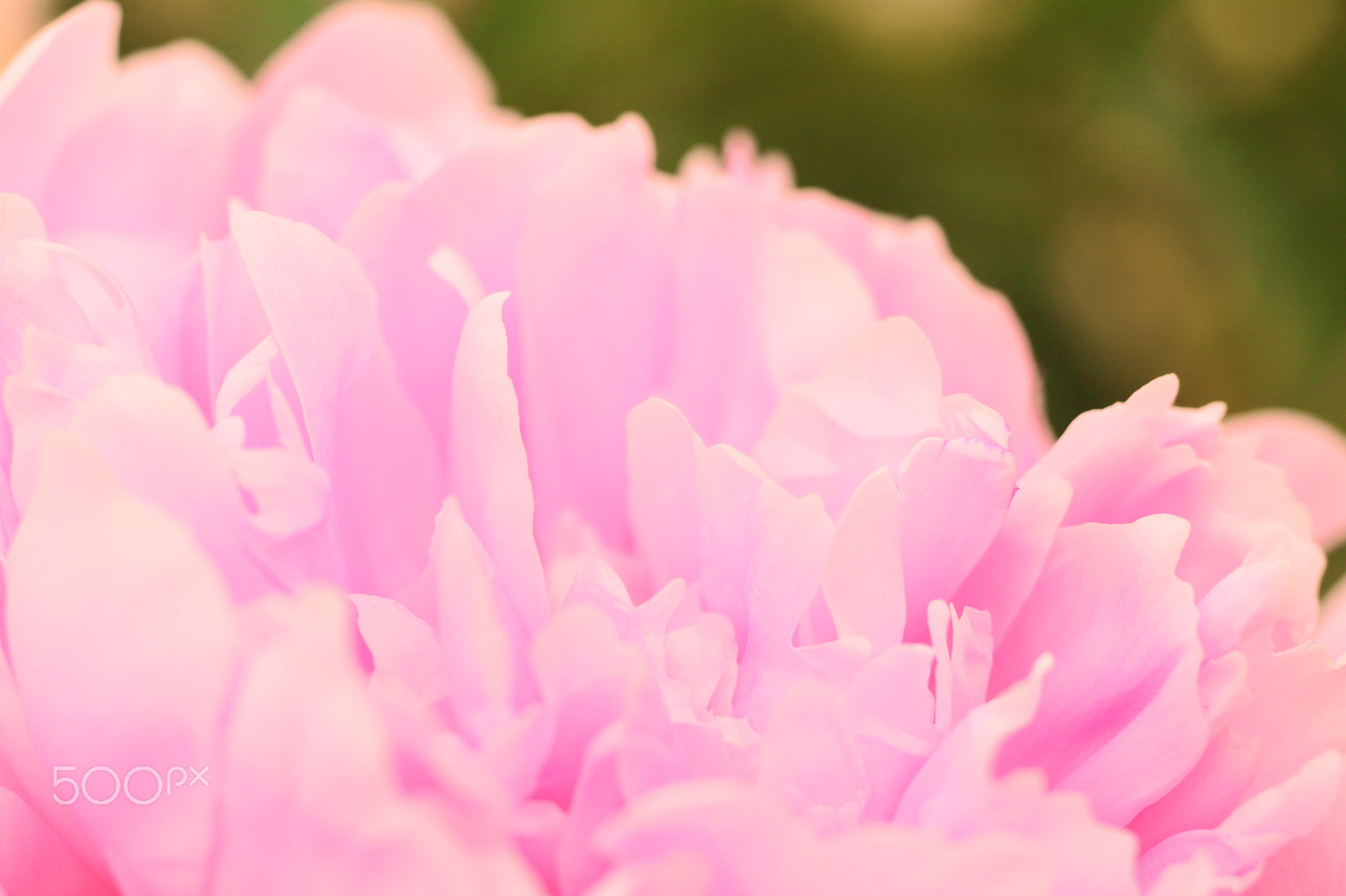 Canon EOS 7D + Canon EF 50mm F1.8 II sample photo. Rhododendron photography
