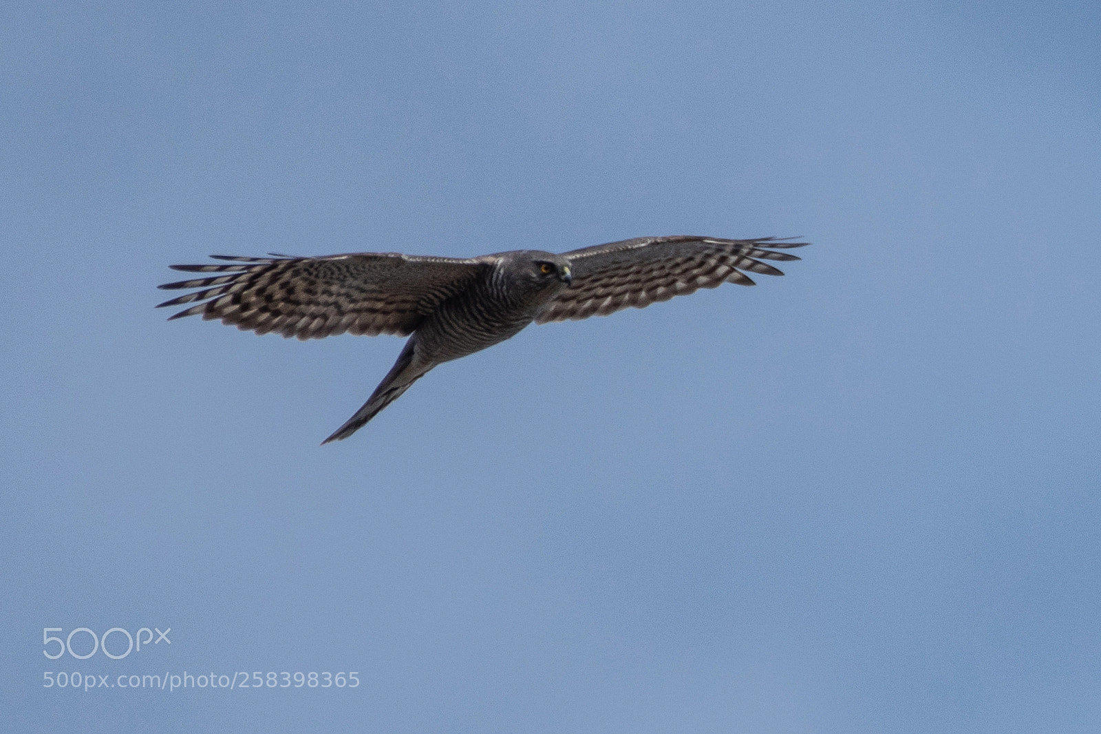 Nikon D500 sample photo. Eurasian sparrowhawk photography
