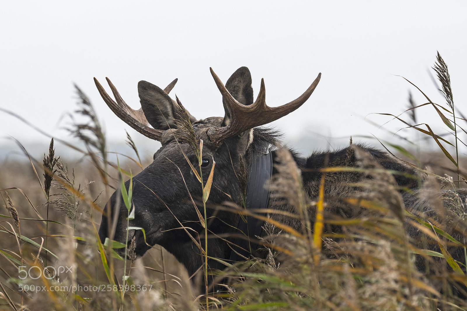 Nikon D500 sample photo. Moose photography