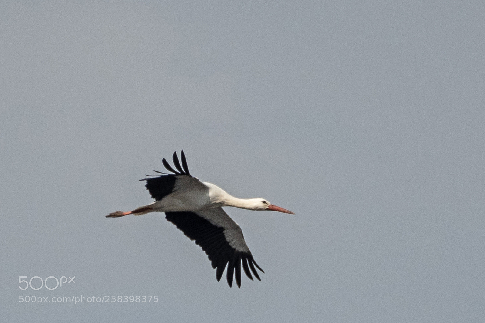 Nikon D500 sample photo. White stork photography