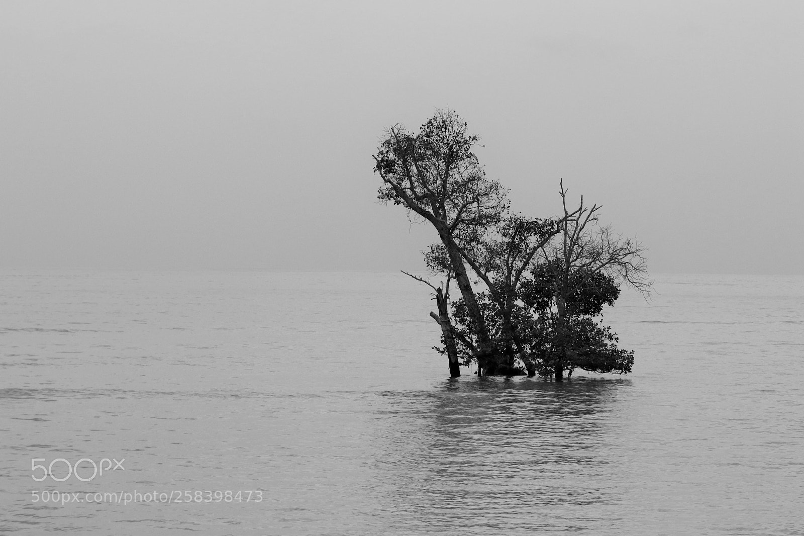 Canon EOS 80D sample photo. Tree in the sea photography