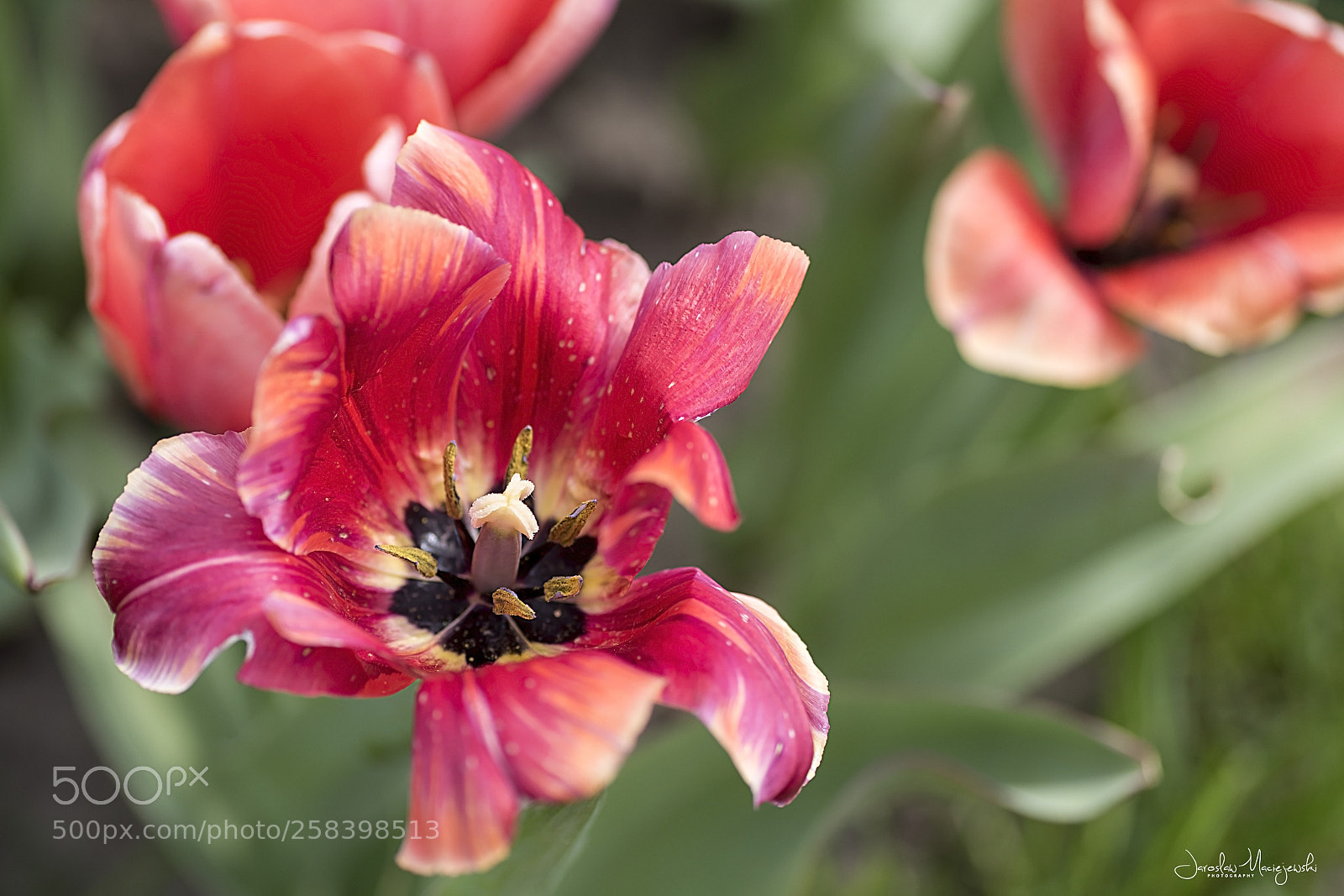 Nikon D750 sample photo. Tulip photography