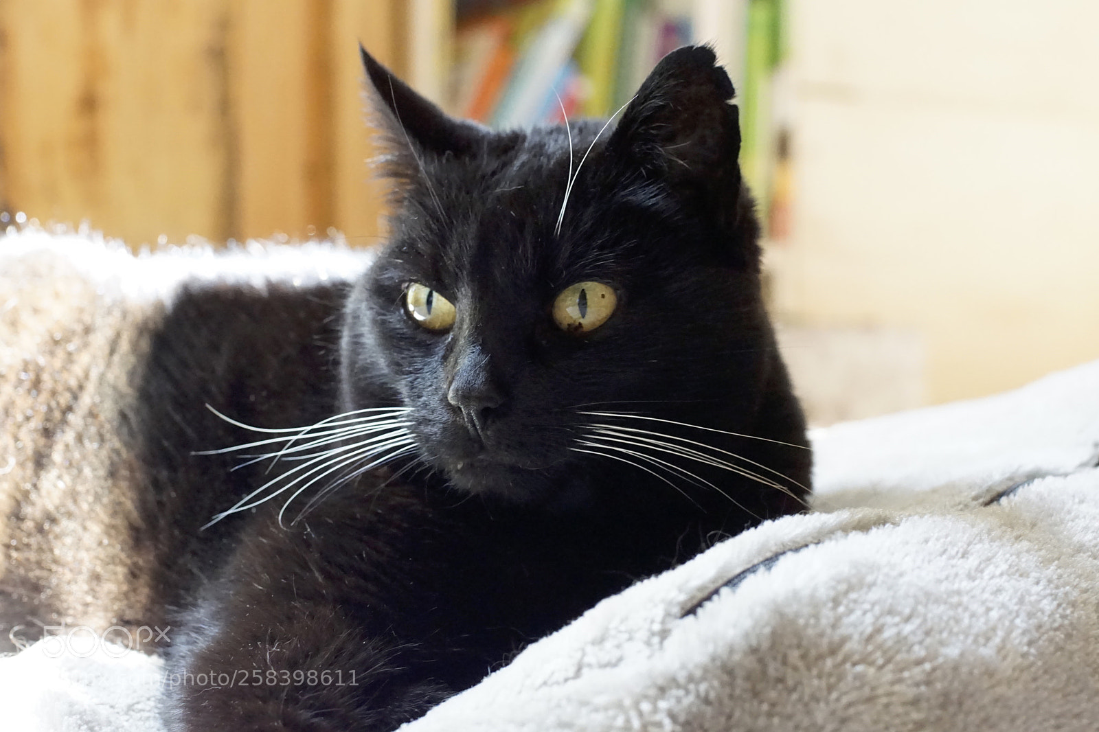 Sony ILCA-77M2 sample photo. Pepper photography