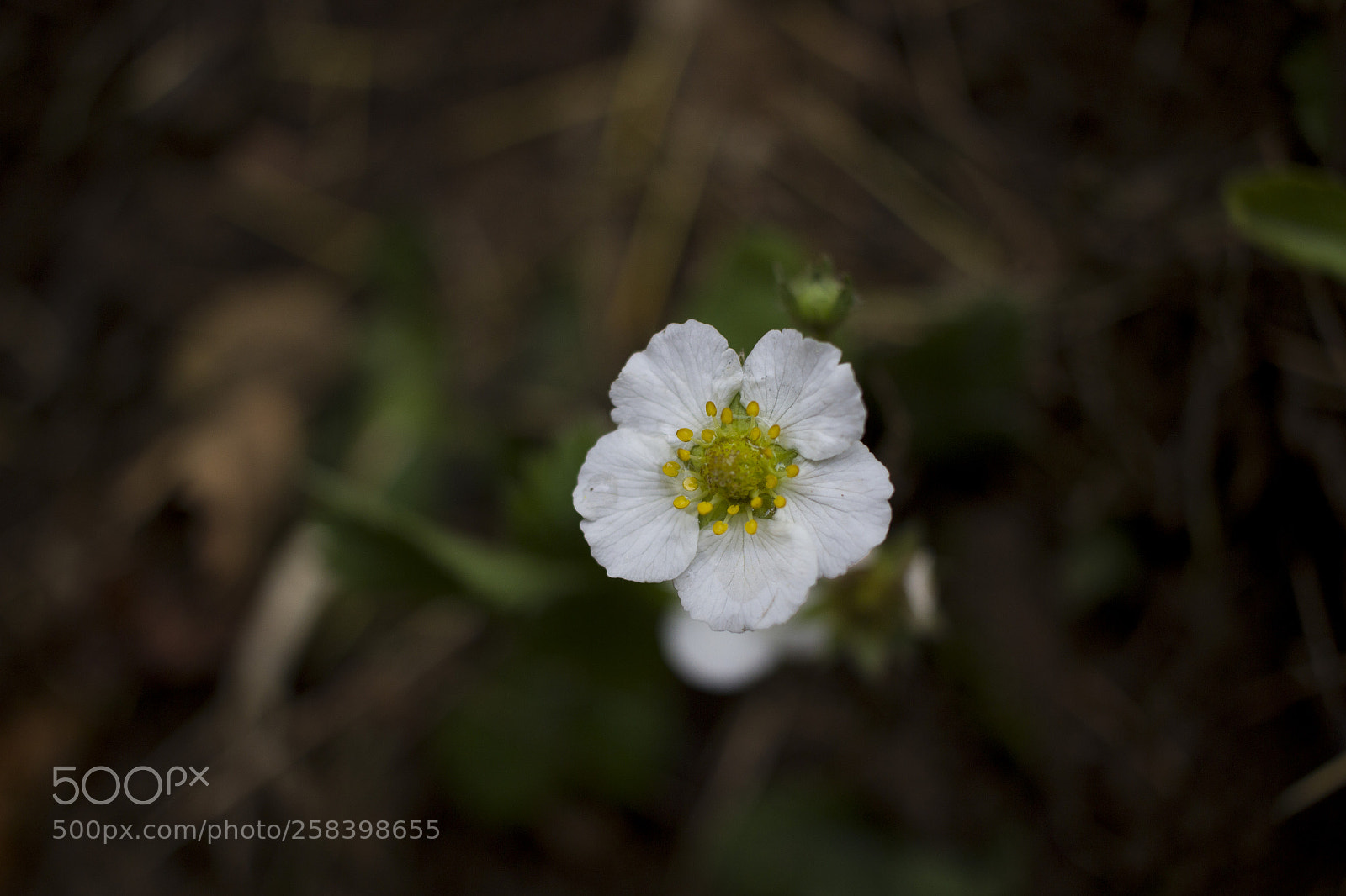 Canon EOS 600D (Rebel EOS T3i / EOS Kiss X5) sample photo. White flower photography