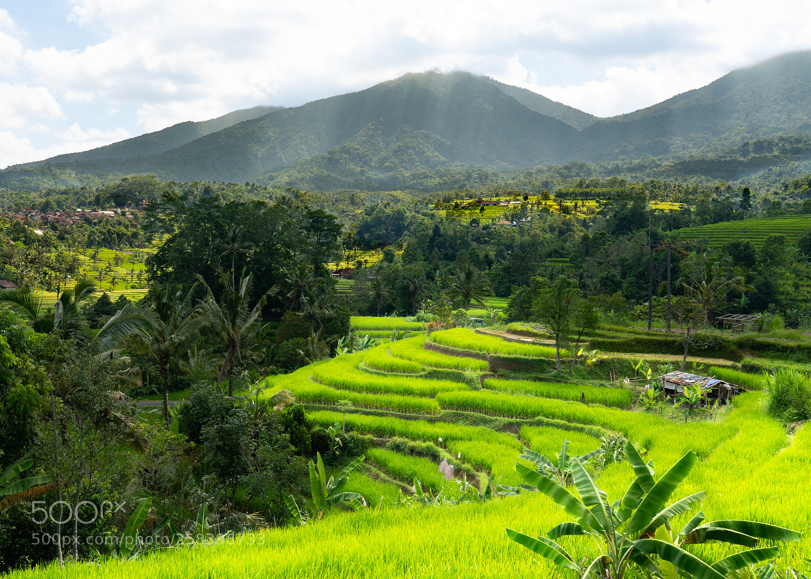 Sony a7R II sample photo. A fruitful rice terrace photography