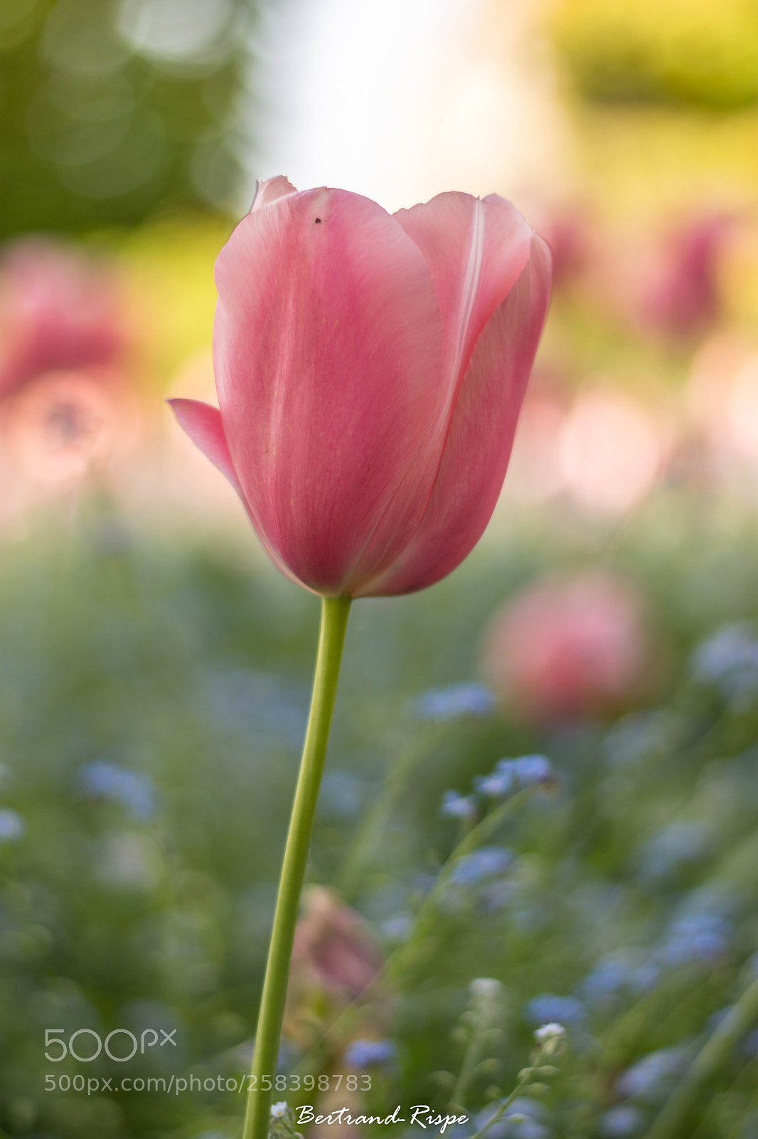 Nikon D7200 sample photo. Tulipe rose photography