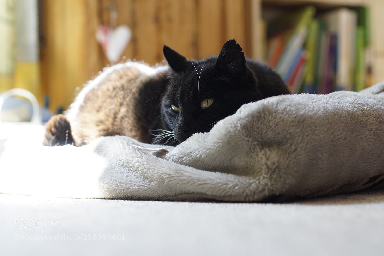 Sony ILCA-77M2 sample photo. Pepper photography