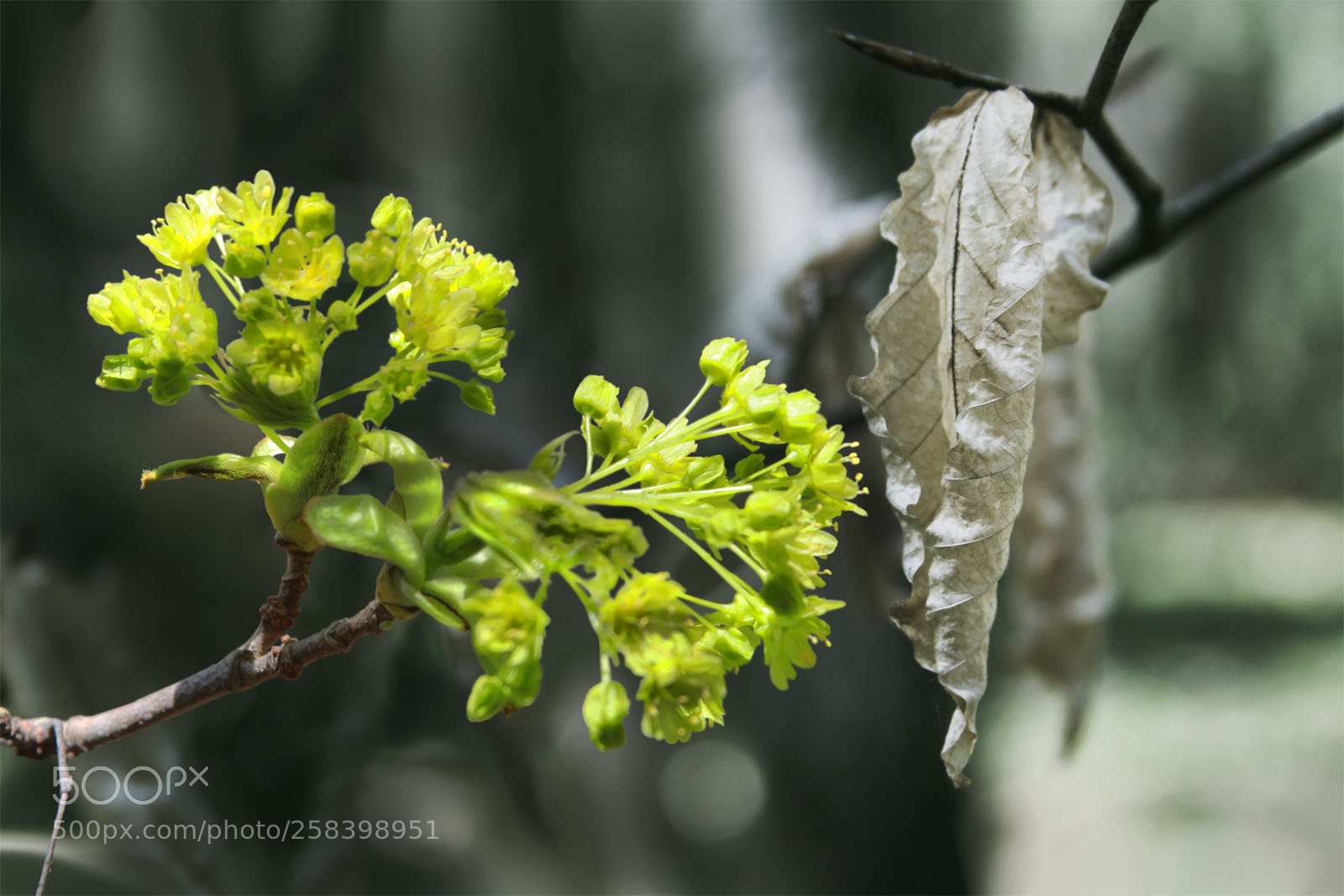 Canon EOS 600D (Rebel EOS T3i / EOS Kiss X5) sample photo. Magnificent change photography
