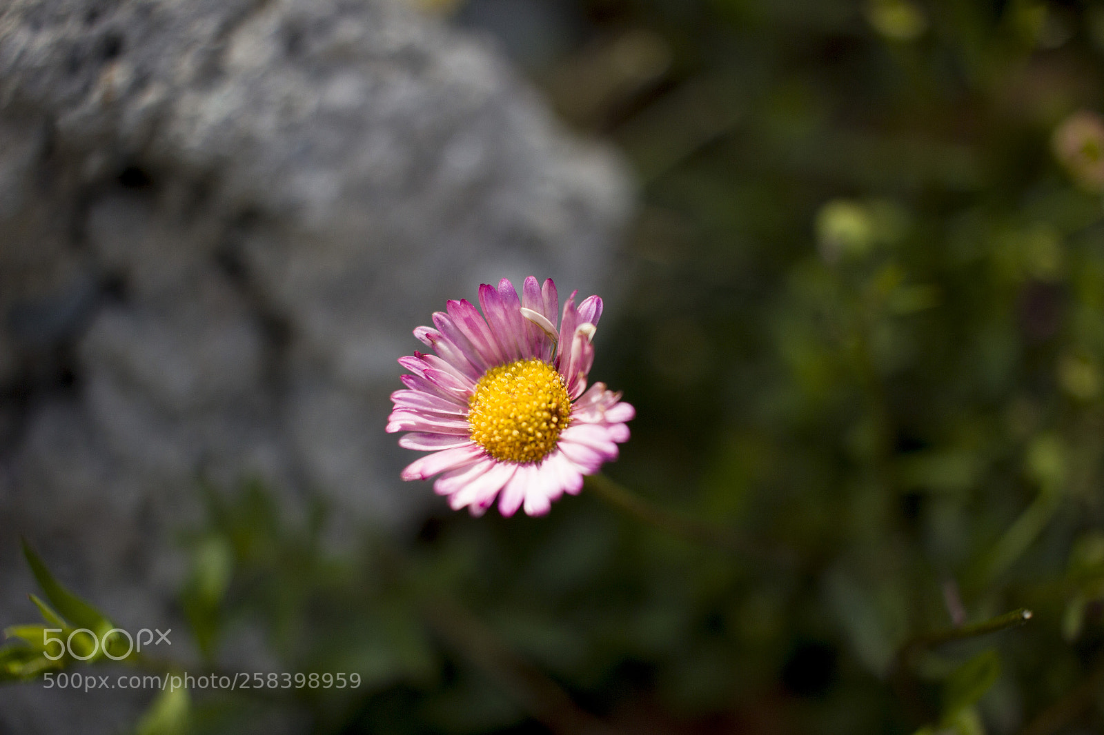 Canon EOS 600D (Rebel EOS T3i / EOS Kiss X5) sample photo. Pink petals photography