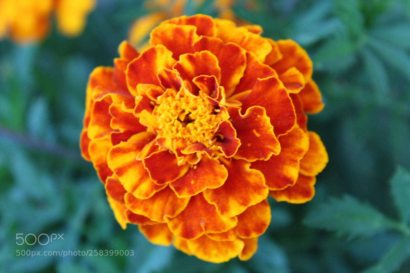 Canon EOS 1300D (EOS Rebel T6 / EOS Kiss X80) sample photo. Flower photography