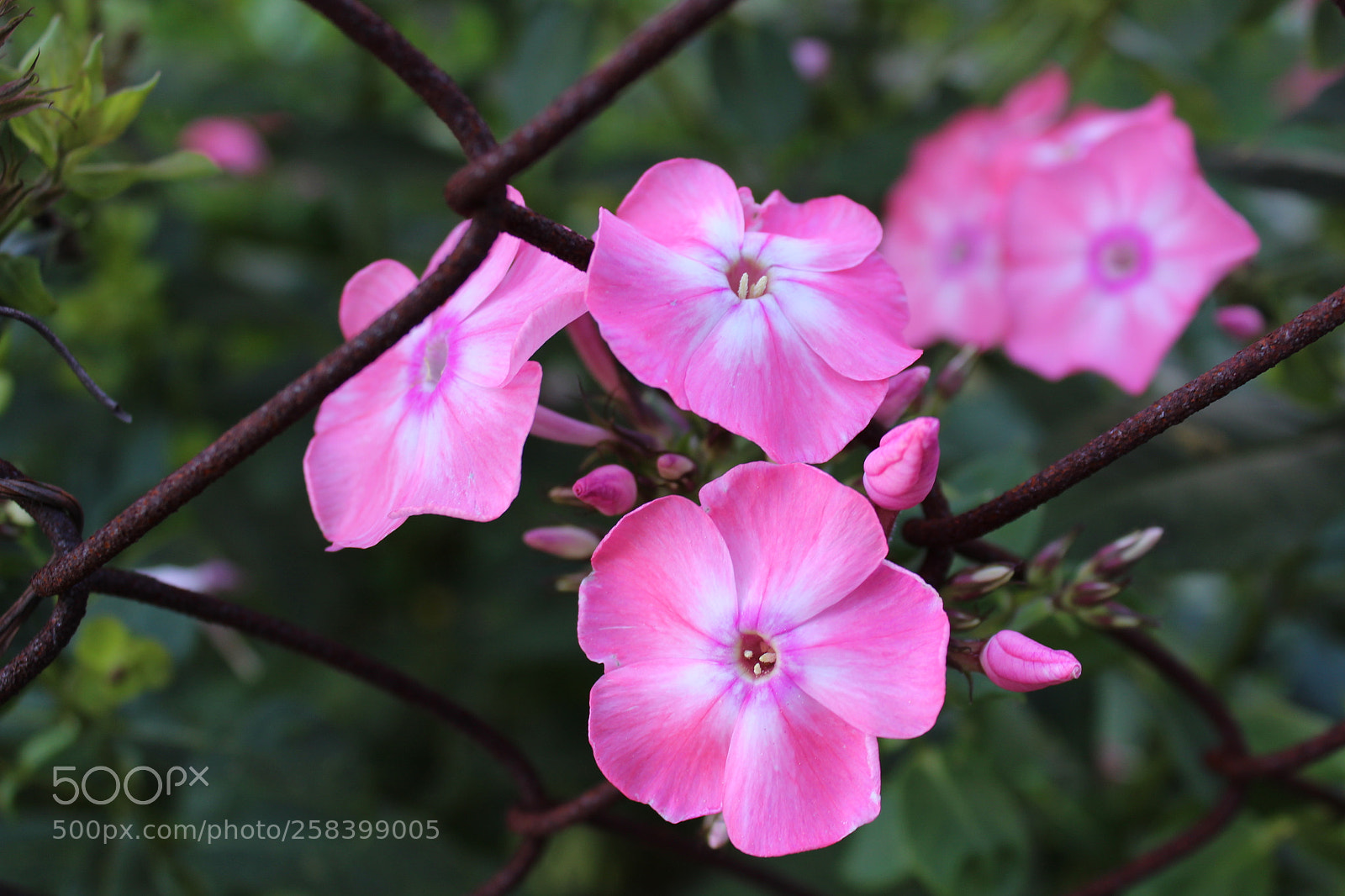 Canon EOS 1300D (EOS Rebel T6 / EOS Kiss X80) sample photo. Flower photography