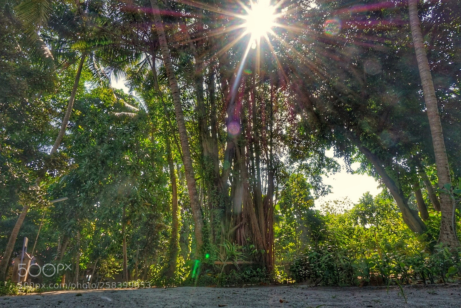 Sony Alpha a5000 (ILCE 5000) sample photo. Tropical sunshine photography