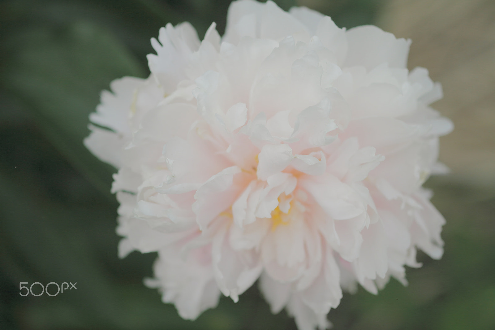 Canon EOS 7D + Canon EF 50mm F1.8 II sample photo. White rhododendron photography